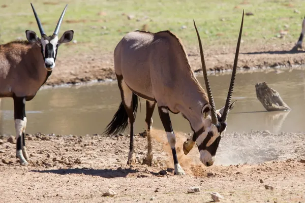 Sediento Oryx beber agua en el estanque en el desierto caliente y seco — Foto de Stock