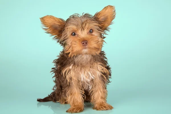 Yorkshire Terrier puppy standing in studio looking inquisitive g — Stock Photo, Image