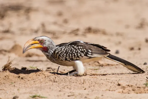 Yellow billed hornbill close digging for insects in dry Kalahari — Stock Photo, Image