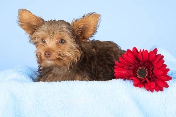 Tired cute little Yorkshire terrier resting on a soft blue bed a — Stock Photo, Image