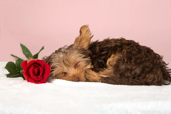 Tired cute little Yorkshire terrier resting on soft bed with red — Stock Photo, Image
