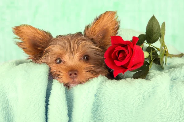 Tired cute little Yorkshire terrier resting on soft green bed wi — Stock Photo, Image