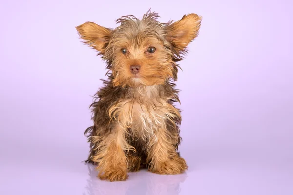 Yorkshire Terrier puppy standing in studio looking inquisitive p — Stock Photo, Image