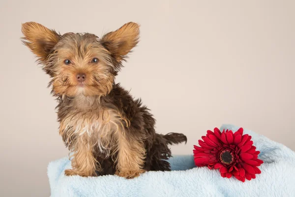 Lelah cute Yorkshire terrier kecil duduk di tempat tidur biru lembut w — Stok Foto