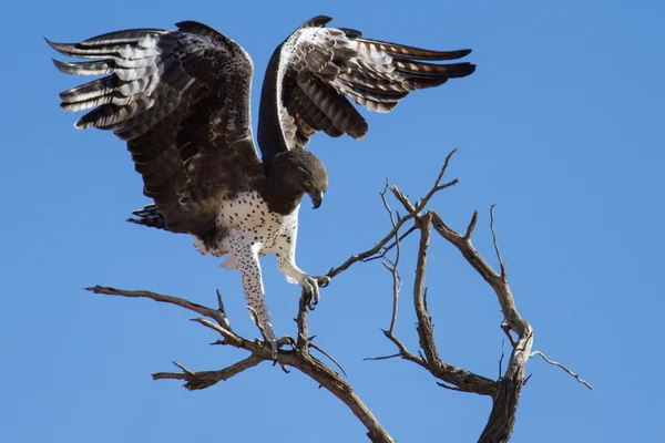 Majestuoso águila marcial aterrizando en el árbol muerto después de un largo vuelo en —  Fotos de Stock