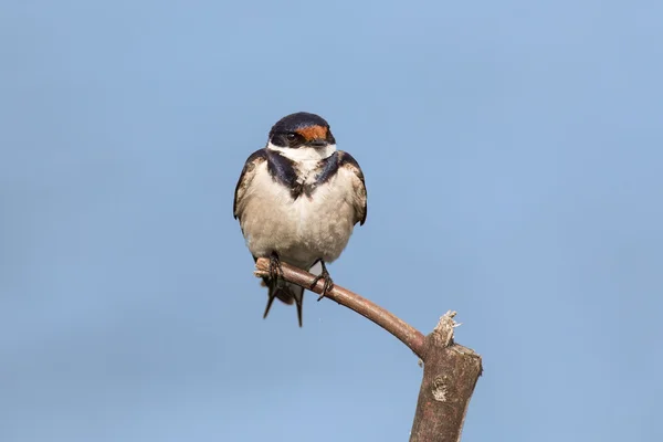 Nahaufnahme einer Weißkehlschwalbe, die auf einem Holzbarsch sitzt — Stockfoto