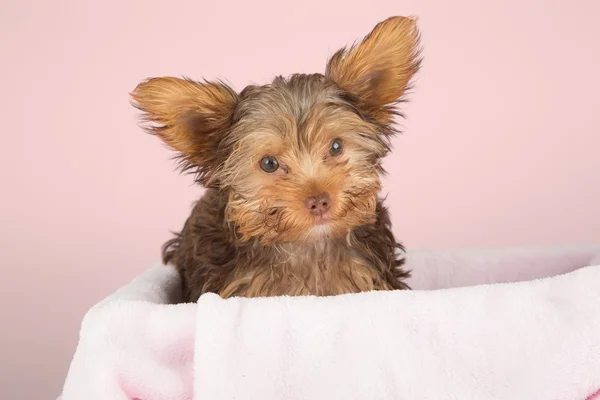 Anjing Yorkshire yang lucu di ranjang dengan selimut merah muda. — Stok Foto