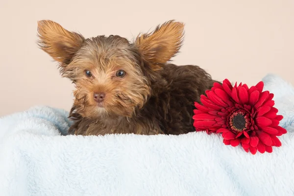 Tired cute little Yorkshire terrier resting on a soft blue bed a — Stock Photo, Image