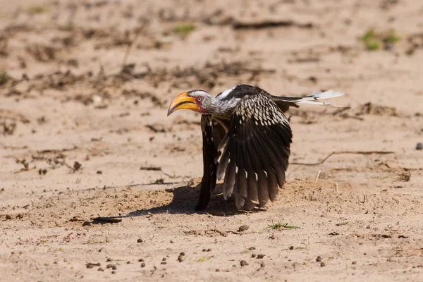 Žlutá účtováno hornbill vzlet v letu horké suché kalahari písek — Stock fotografie
