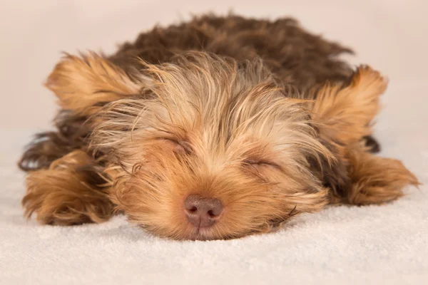 Yorkshire terrier welpe steht im studio und schaut neugierig b — Stockfoto