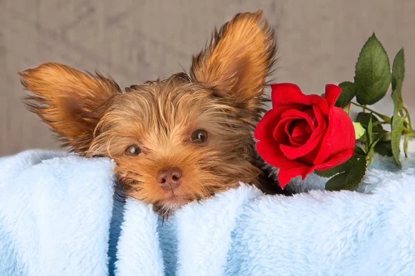 Müde niedliche kleine yorkshire terrier ruht auf einem weichen blauen Bett ein — Stockfoto