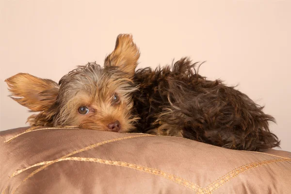 Tired cute little Yorkshire terrier resting on soft brown cushio — Stock Photo, Image