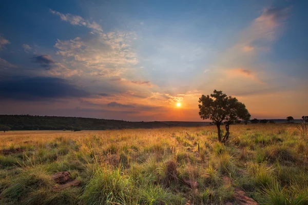 Pôr-do-sol mágico em África com uma árvore solitária em uma colina e ruídos — Fotografia de Stock