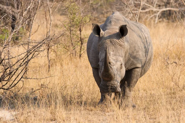 Primo piano di un rinoceronte bianco nel cespuglio con una pelle rugosa e dura — Foto Stock