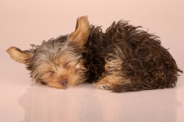 Cansado bonito pequeno Yorkshire terrier dormindo no surf pêssego brilhante — Fotografia de Stock