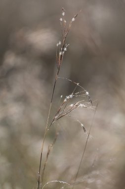 sabah erken güneş ve bokeh r hassas yabani ot arkadan aydınlatmalı