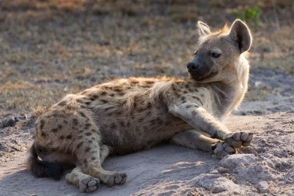 Sleepy hyena lay down on the ground rest in morning sun — Stock Photo, Image