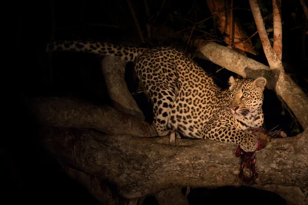 Hungry leopard eat dead prey in tree at night — Stock Photo, Image