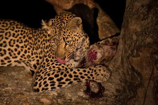 Hungry leopard eat dead prey in tree at night — Stock Photo, Image