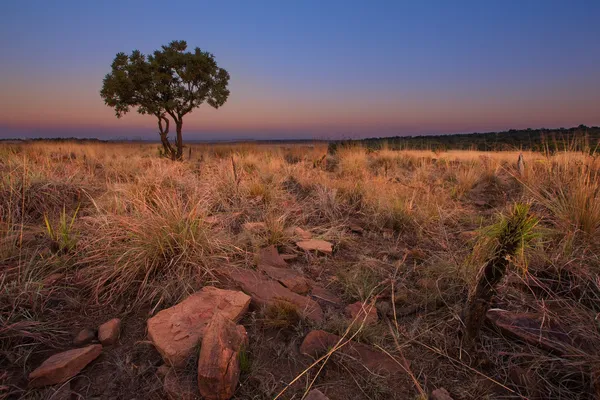 Puesta de sol mágica en África con un árbol solitario en una colina y ruidos —  Fotos de Stock