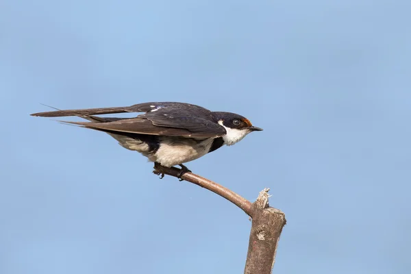 Close-up of a white-throated swallow take off from wood perch — Stock Photo, Image