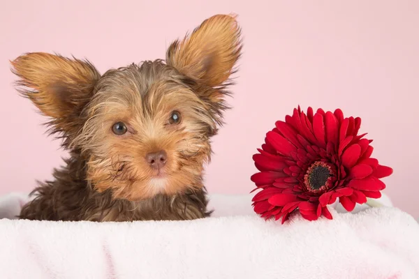 Müde niedliche kleine yorkshire terrier ruht auf einem weichen rosa Bett ein — Stockfoto