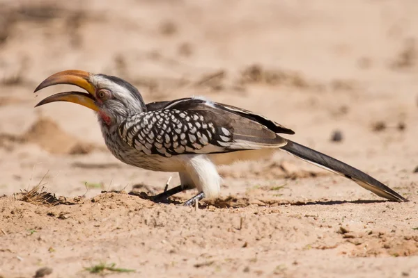 Gula fakturerade hornbill nära gräva för insekter i torra kalahari — Stockfoto