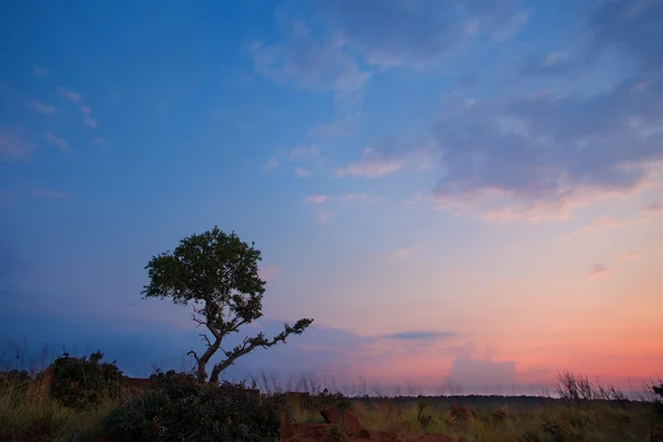 Magical sunset in Africa with a lone tree on a hill and louds — Stock Photo, Image