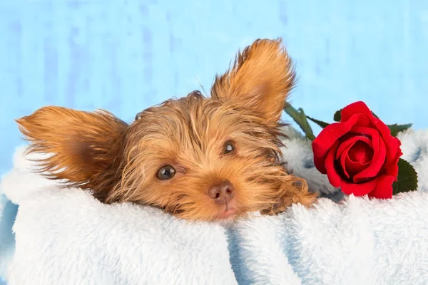 Tired cute little Yorkshire terrier resting on a soft blue bed a — Stock Photo, Image