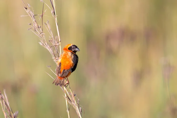 Red bishop sitting on grass in faded colours in morning sun — Stock Photo, Image