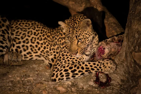 Hungry leopard eat dead prey in tree at night — Stock Photo, Image