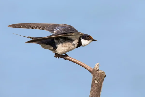 Close-up van een wit-throated swallow opstijgen van hout baars — Stockfoto