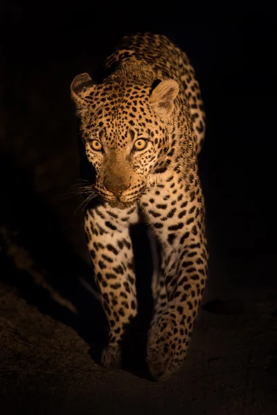 Krásný ženský leopard, procházky v přírodě v noci ve tmě — Stock fotografie