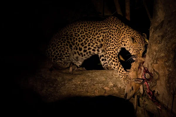 Hungry leopard eat dead prey in tree at night — Stock Photo, Image