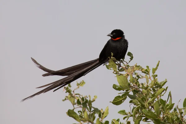 Red-collaerd Widowbird sentado na grama em cores desbotadas na manhã — Fotografia de Stock