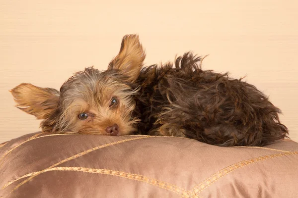 Cansado bonito pequeno Yorkshire terrier descansando no macio marrom cushio — Fotografia de Stock