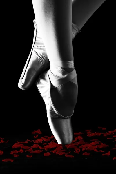 Танцівниця балету стоїть на пальцях ніг на пелюстках троянд з чорною спинкою — стокове фото