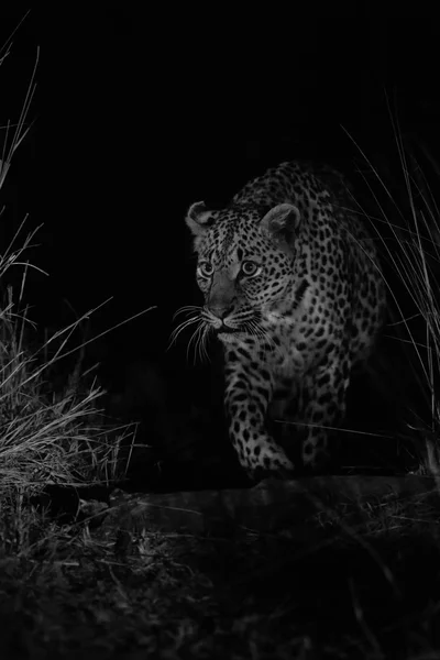 Nagy erős férfi leopárd természet séta éjjel a sötétség arti — Stock Fotó