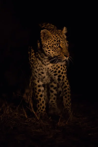 Adorável leopardo fêmea caminhando na natureza noite na escuridão — Fotografia de Stock