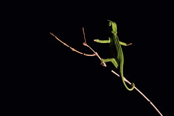 Chameleon balancing on a stick in darkness in selective lighting — Stock Photo, Image