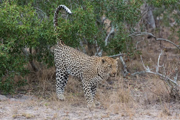 Büyük erkek leopar bölgesini işaretlemek için doğada yürüyüş — Stok fotoğraf