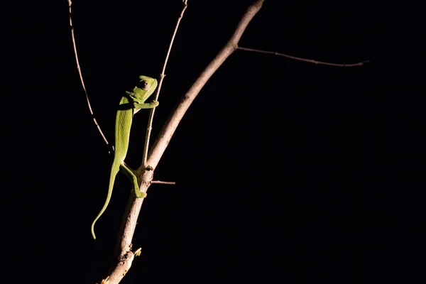 Kameleon balansując na patyku w ciemności w selektywnej oświetlenia — Zdjęcie stockowe