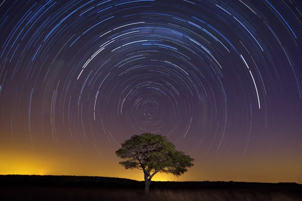 Star trail with lone tree brown grass and soft light — Stock Photo, Image