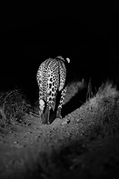 Big strong male leopard walking nature at night in darkness arti — Stock Photo, Image
