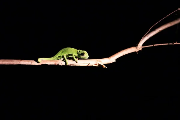 Camaleão balanceamento em uma vara na escuridão na iluminação seletiva — Fotografia de Stock