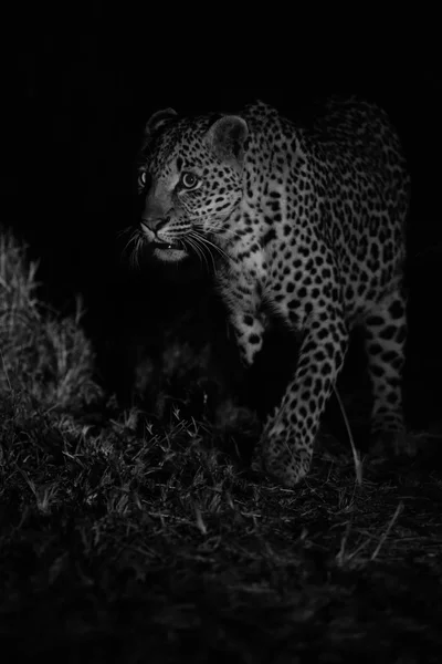 Big strong male leopard walking nature at night in darkness arti — Stock Photo, Image