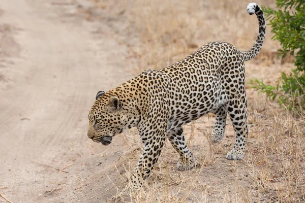 Büyük erkek leopar bölgesini işaretlemek için doğada yürüyüş — Stok fotoğraf