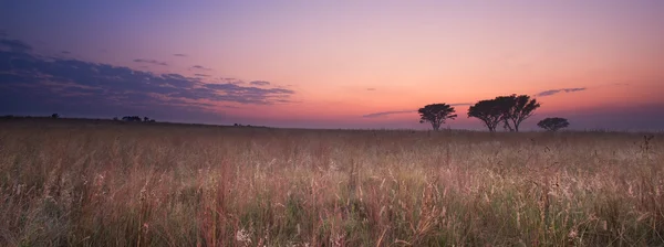 Cold cloudless morning sunrise with trees, brown grass and fog — Stock Photo, Image