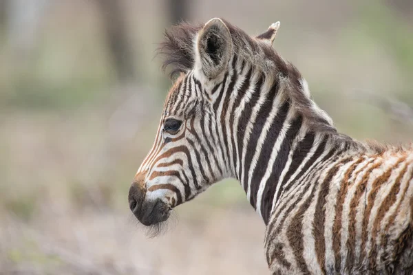 Young baby zebra foal portrait standing alone in nature — Stock Photo, Image