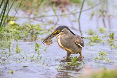 Yeşil yedeklenmiş heron dikkatle sığ suda balık avlamak